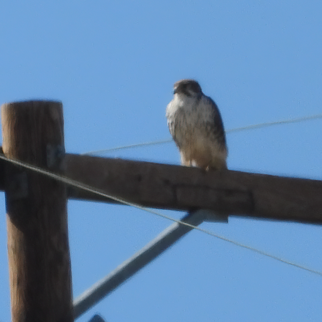Prairie Falcon - Chris Spurgeon