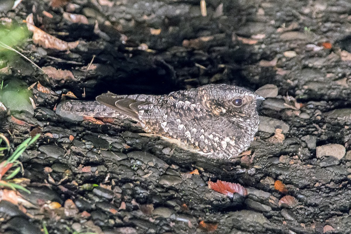 Band-winged Nightjar - ML41595001