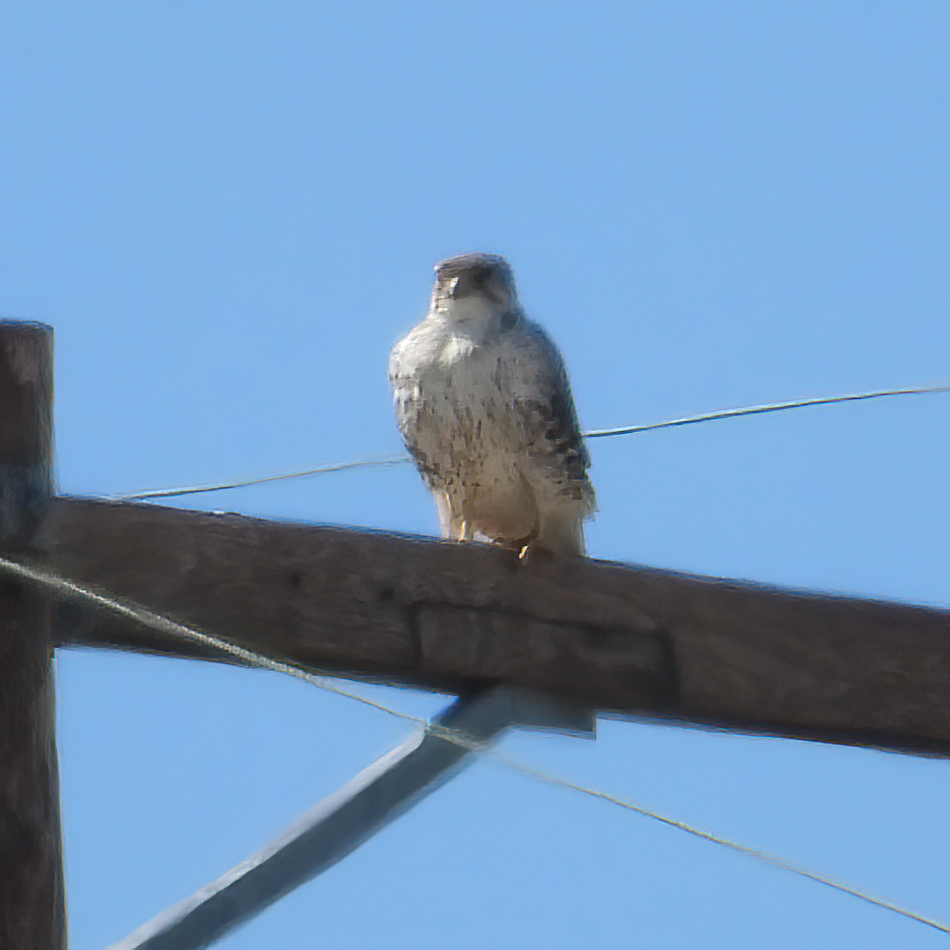 Prairie Falcon - Chris Spurgeon