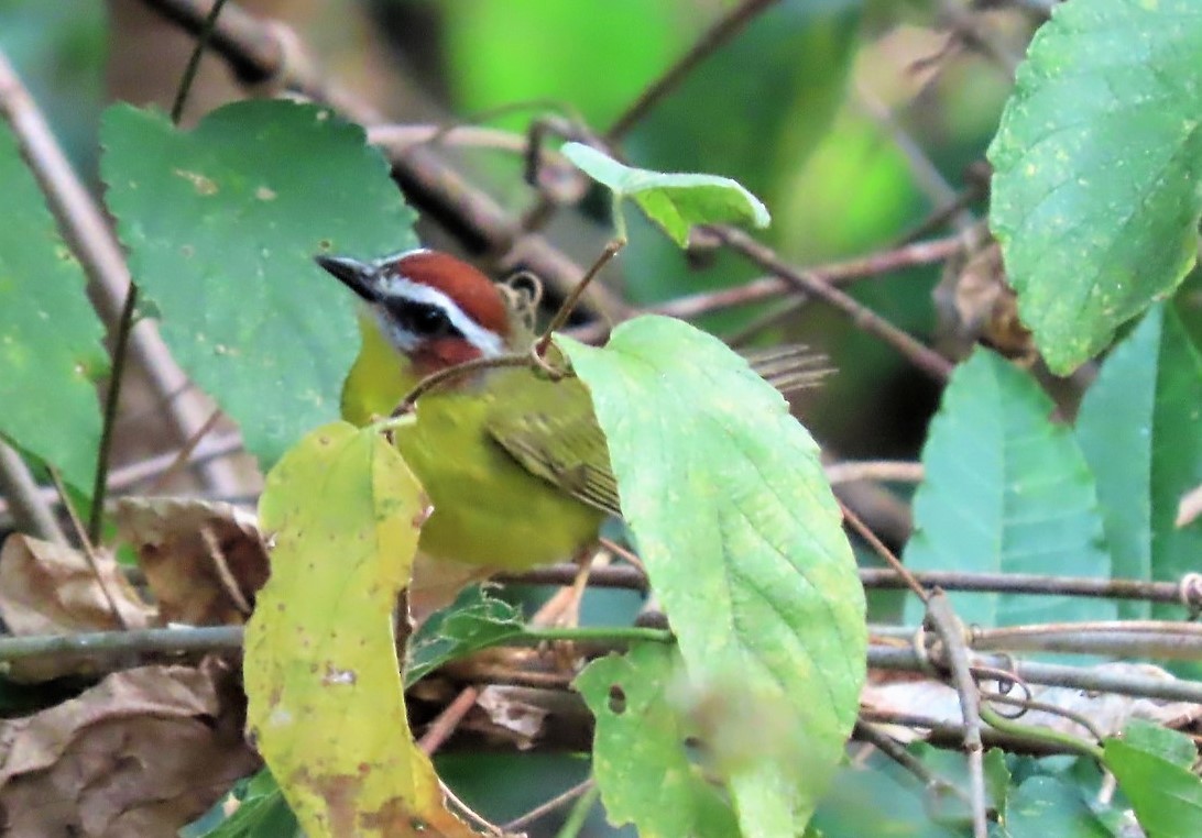 Chestnut-capped Warbler - Linda Archer