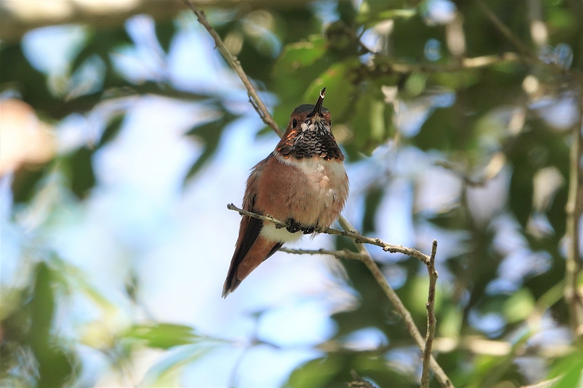 Allen's Hummingbird - ML415951701