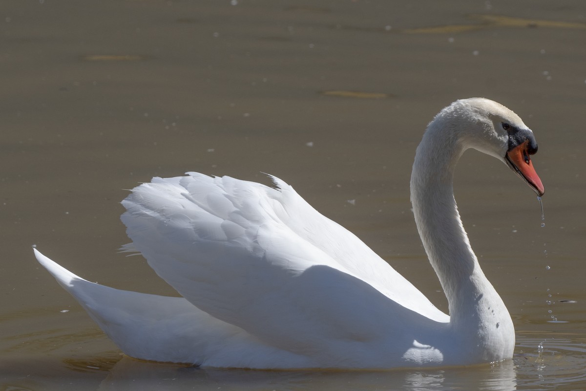 Mute Swan - ML415952021