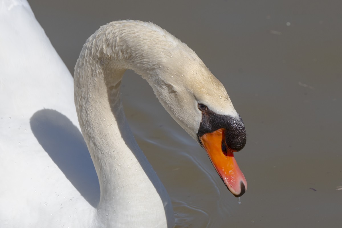 Mute Swan - ML415952031