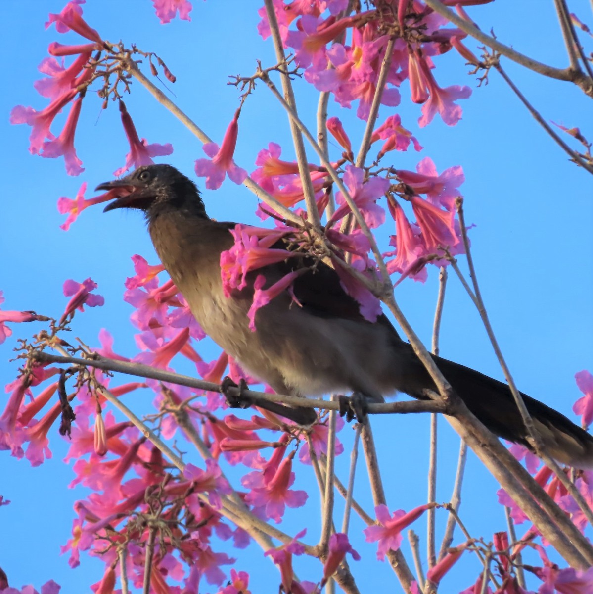 Gray-headed Chachalaca - Linda Archer