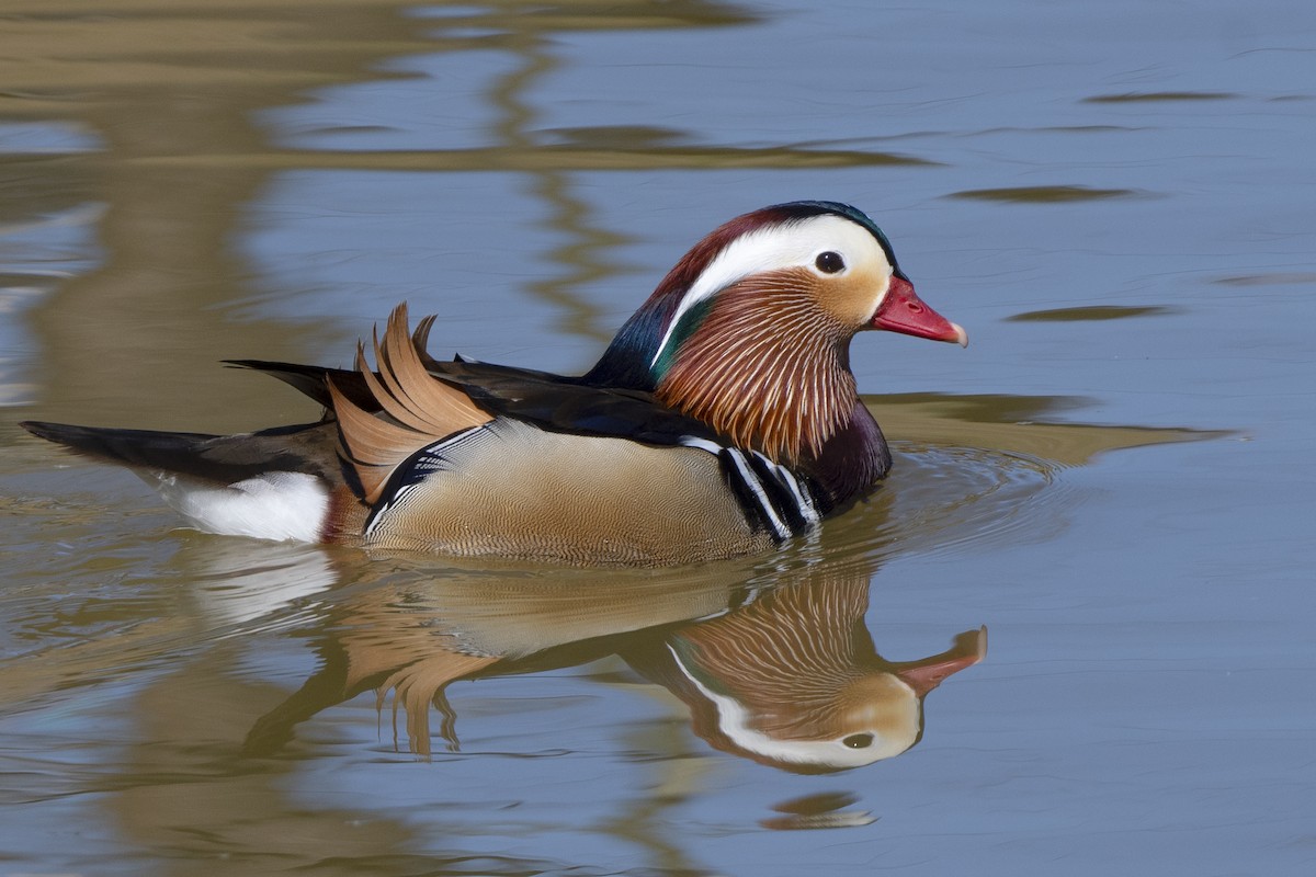 Mandarin Duck - ML415952341