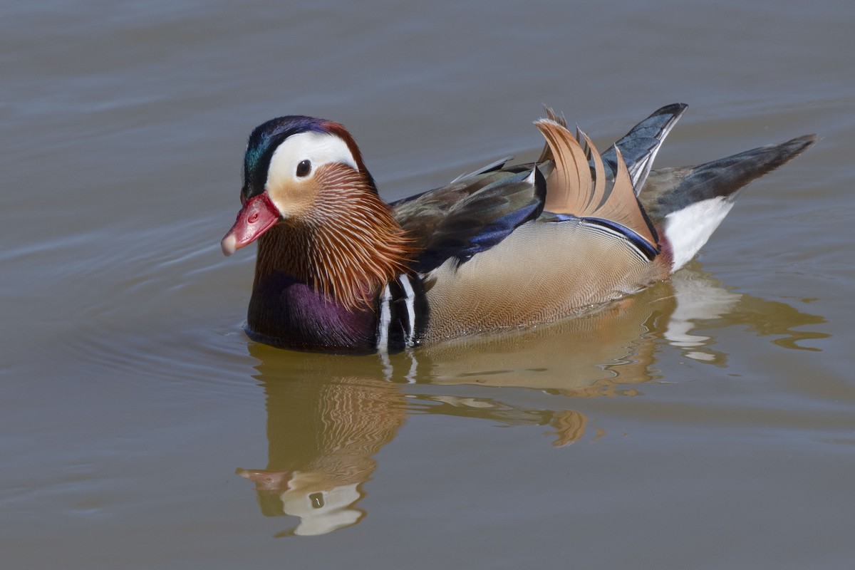 Mandarin Duck - ML415952381