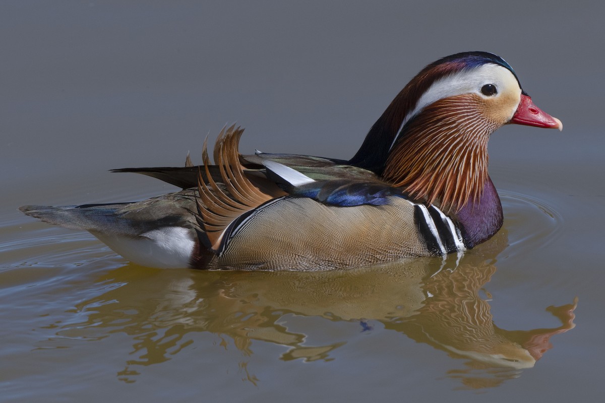 Mandarin Duck - ML415952391