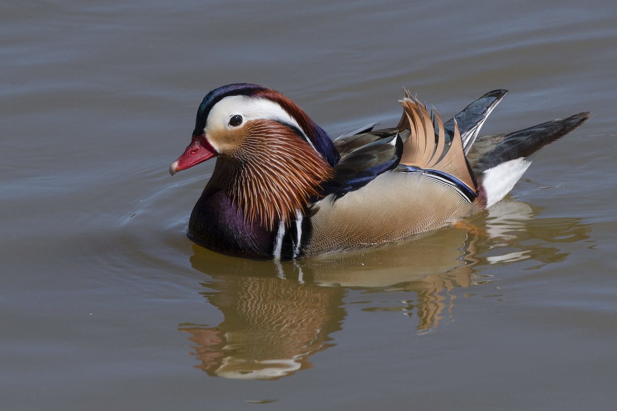 Mandarin Duck - ML415952401