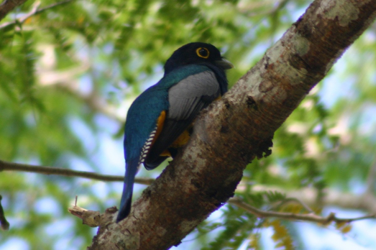 Gartered Trogon - ML415952611