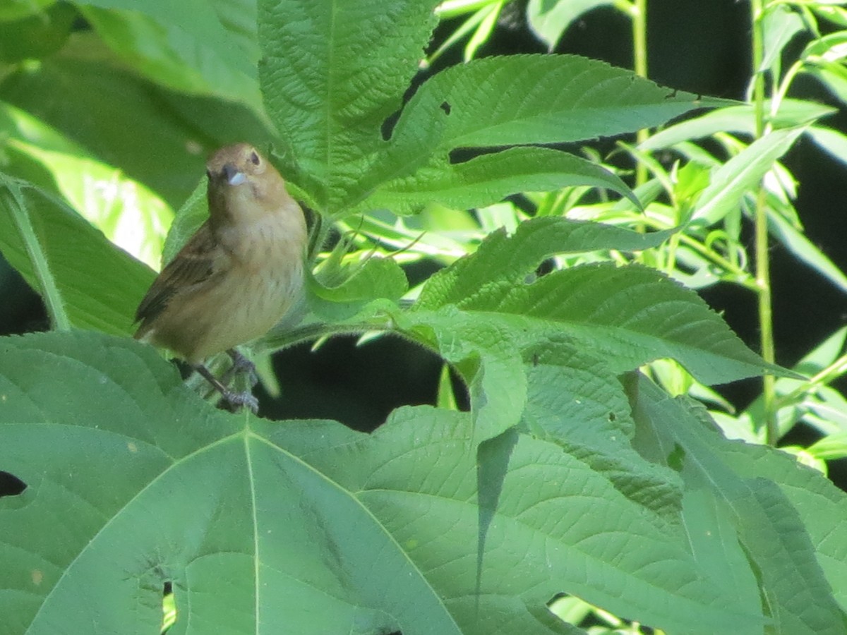 Indigo Bunting - ML41595281