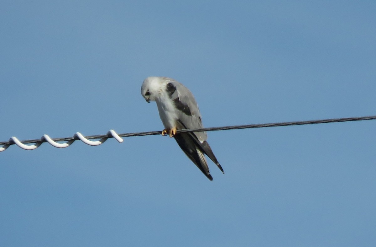 Black-shouldered Kite - ML415952851