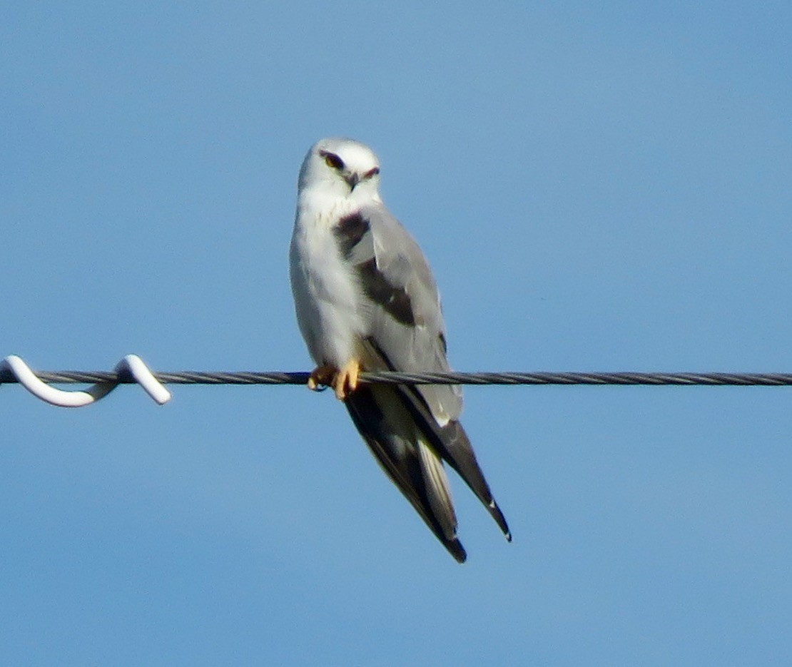 Black-shouldered Kite - ML415952861