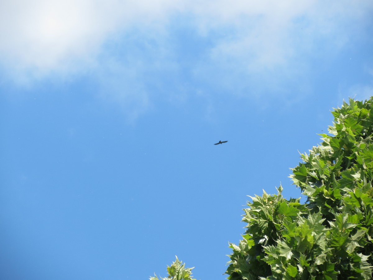 Mississippi Kite - ML41595301