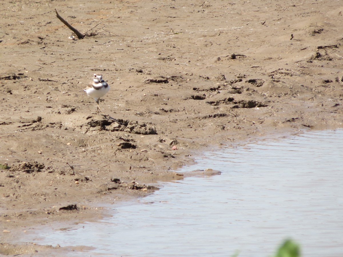 Killdeer - ML41595311
