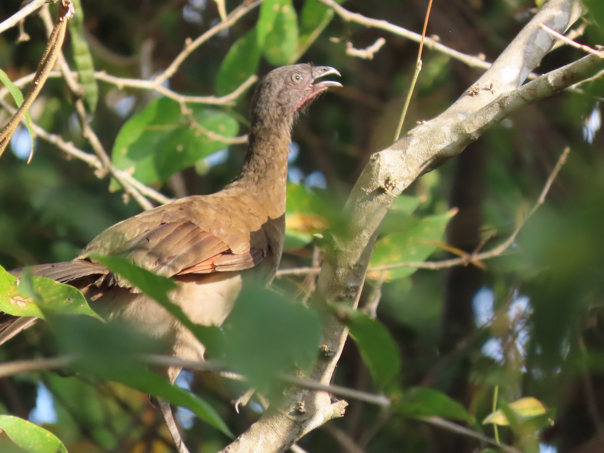 Gray-headed Chachalaca - Linda Archer