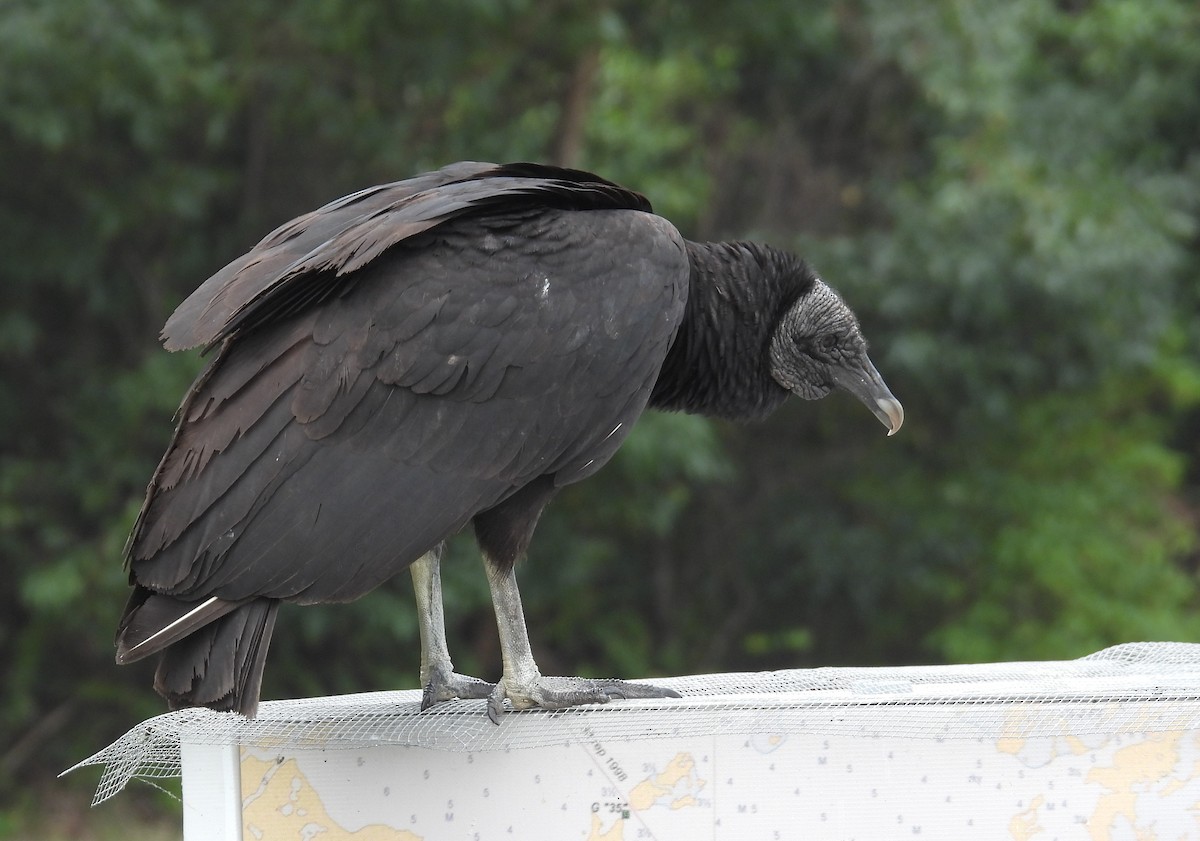 Black Vulture - ML415953881