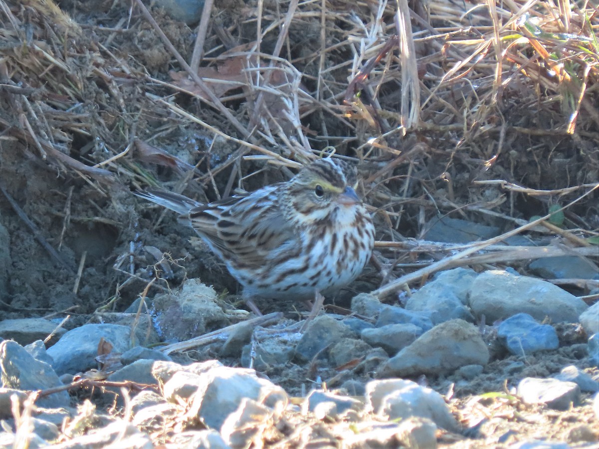 Savannah Sparrow - ML415953971
