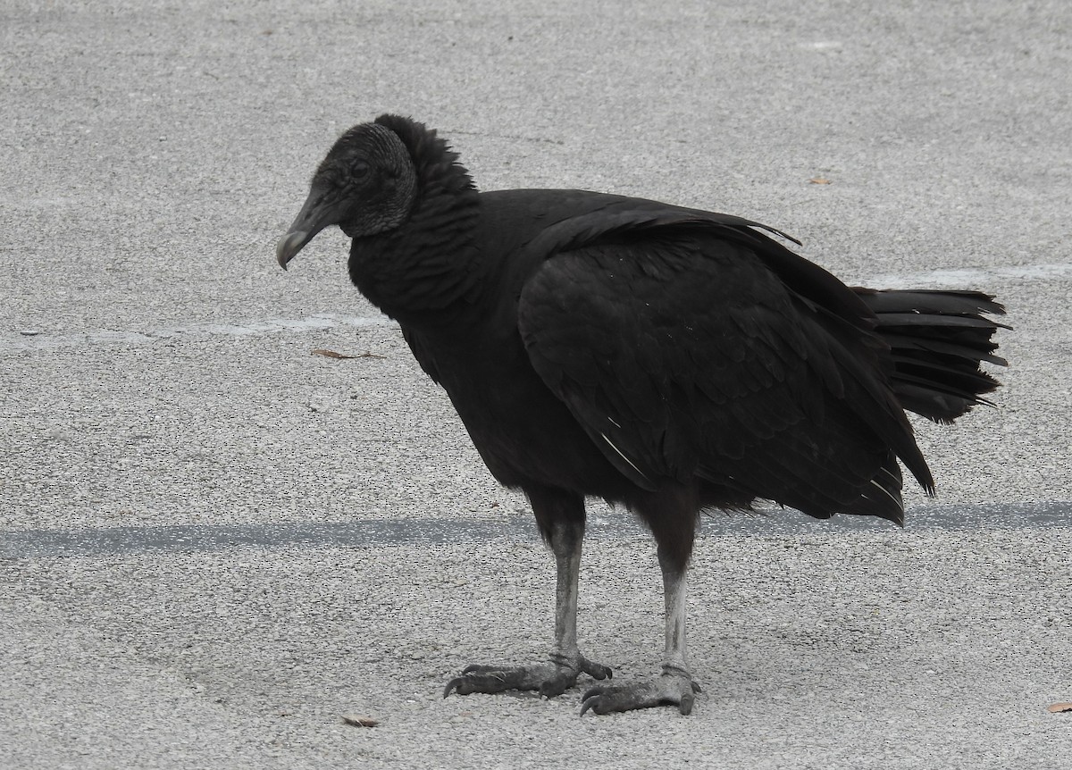 Black Vulture - ML415954031