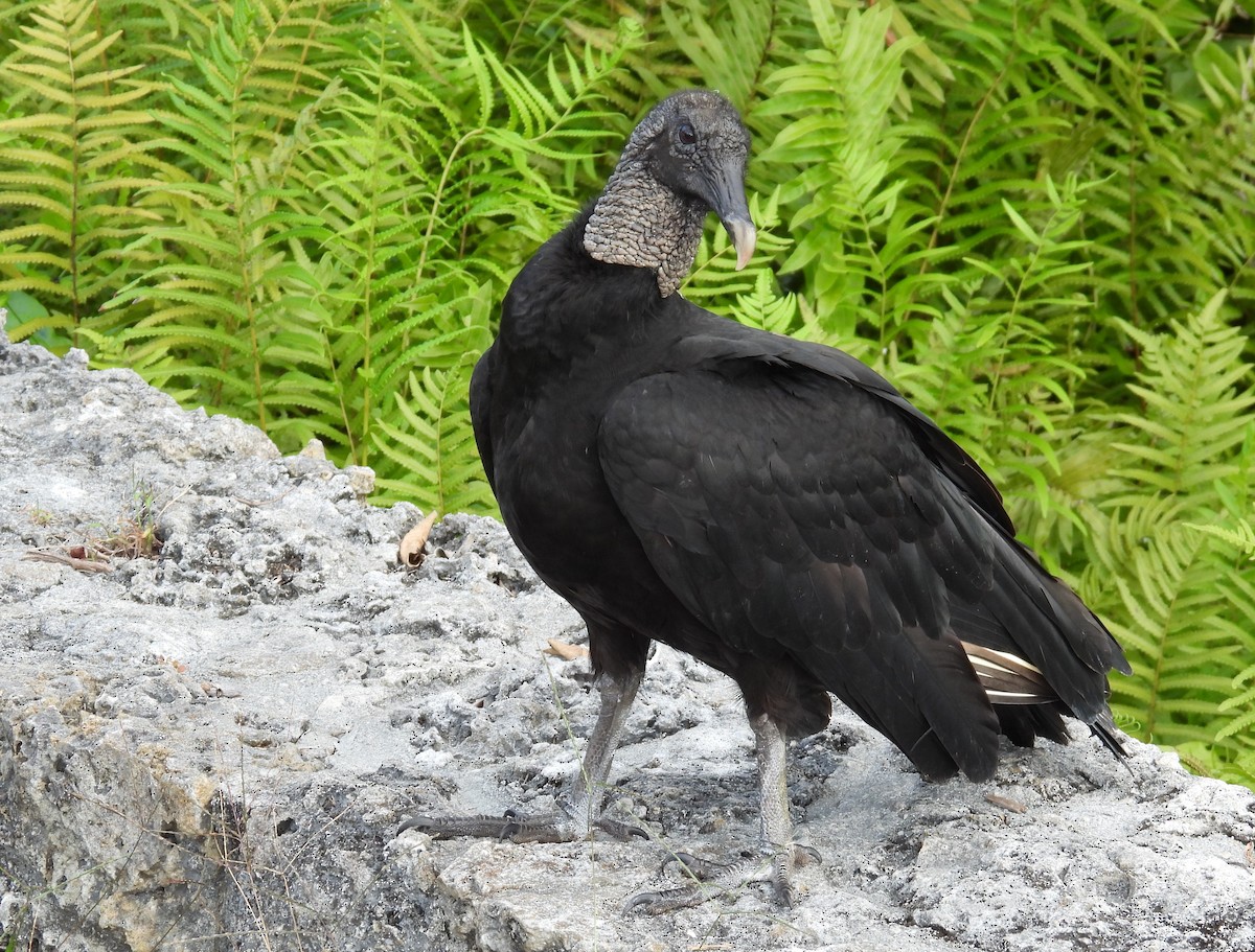 Black Vulture - ML415954041