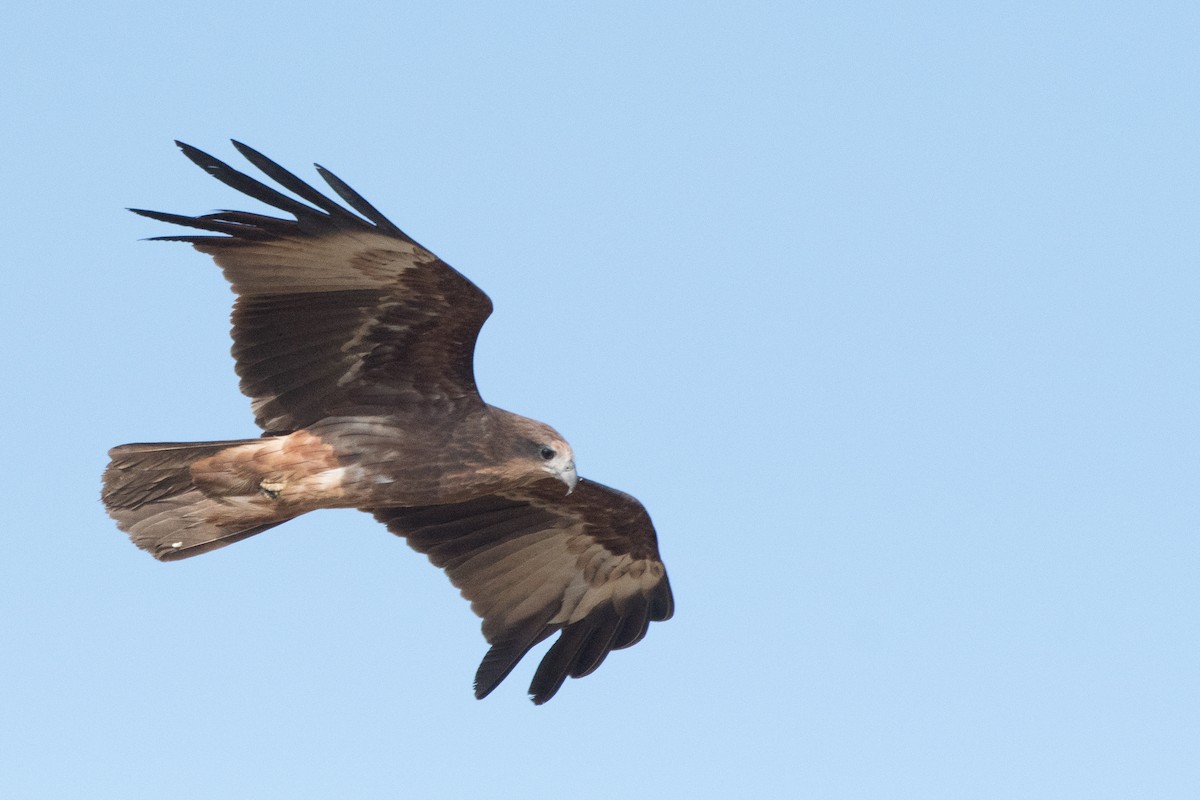 Brahminy Kite - ML41595501