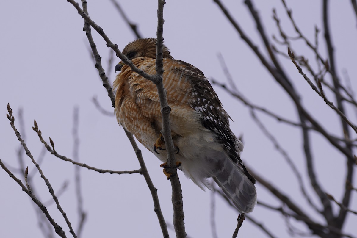 Red-shouldered Hawk - ML415955641