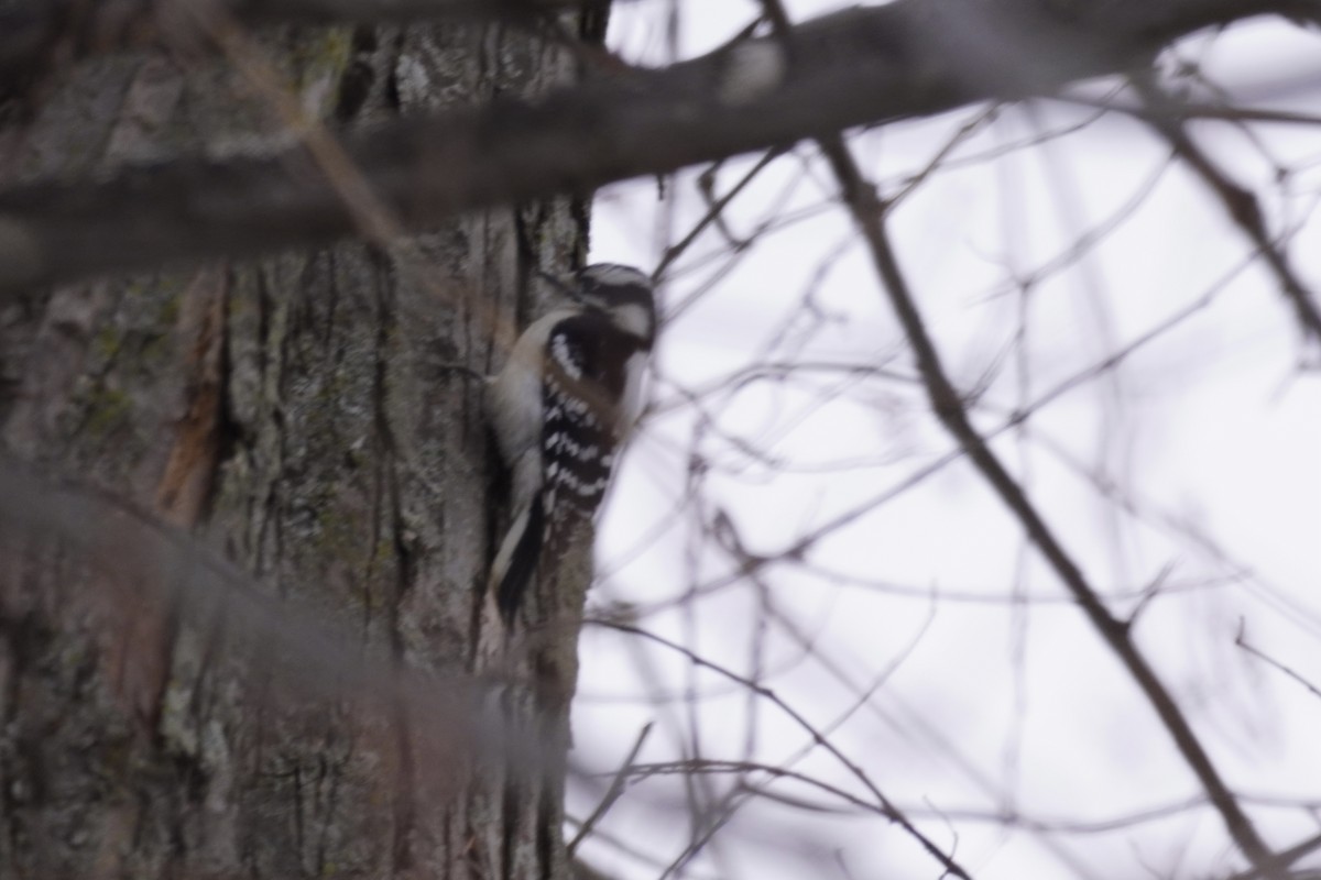 Downy Woodpecker - ML415955731