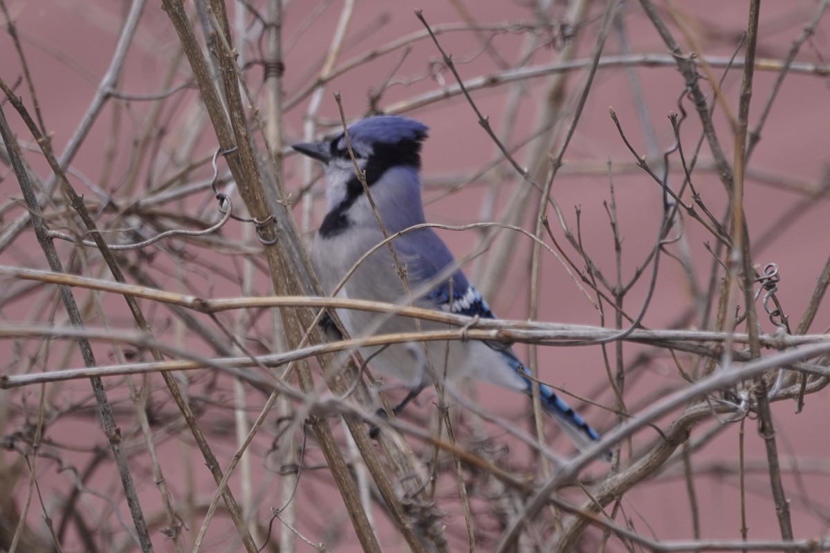 Blue Jay - ML415955761