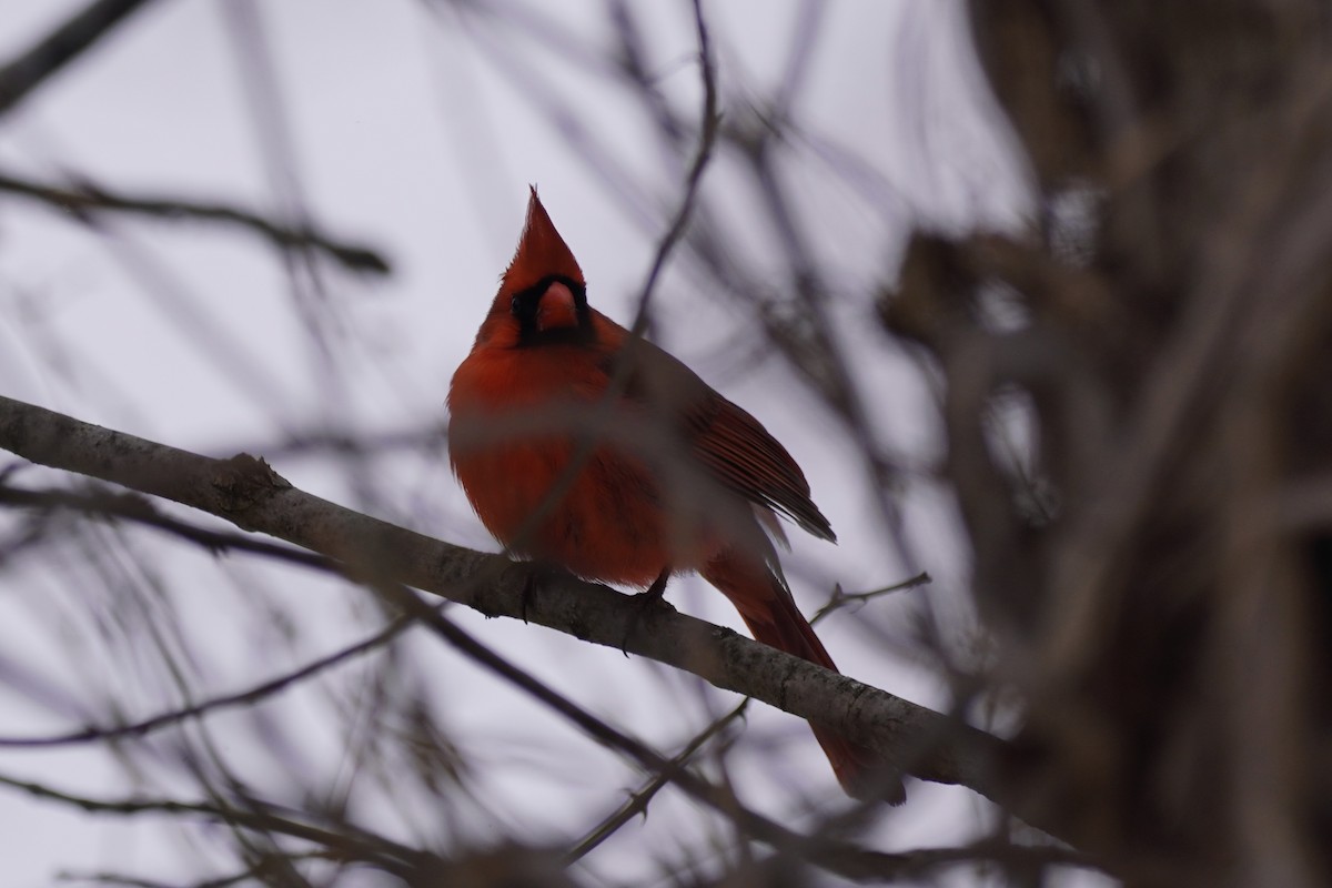Northern Cardinal - ML415955841