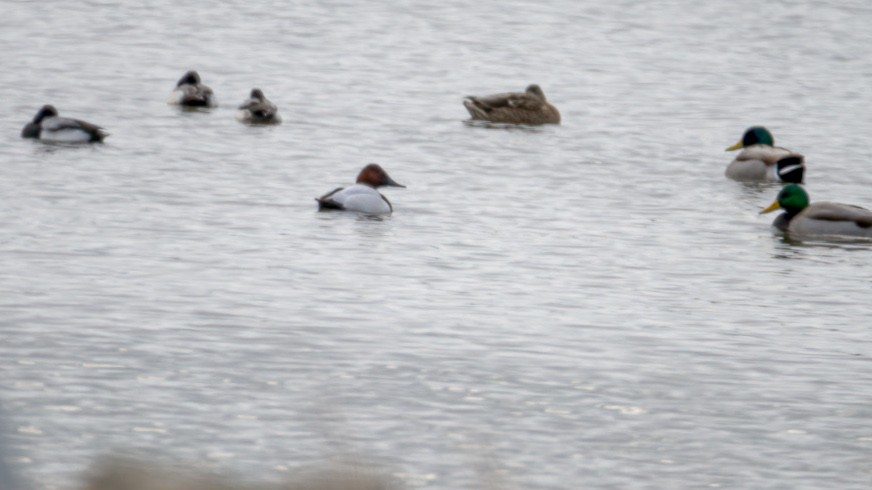 Canvasback - ML415956491