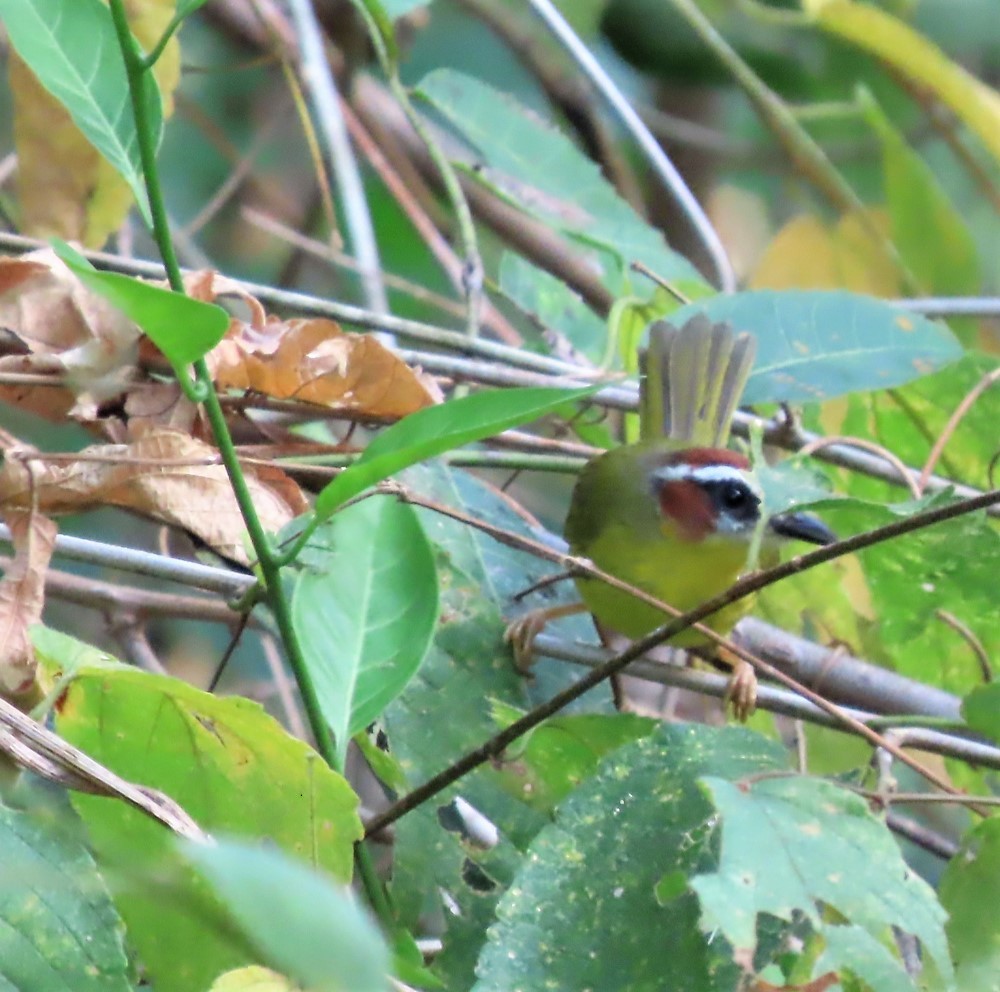 Chestnut-capped Warbler - ML415958331