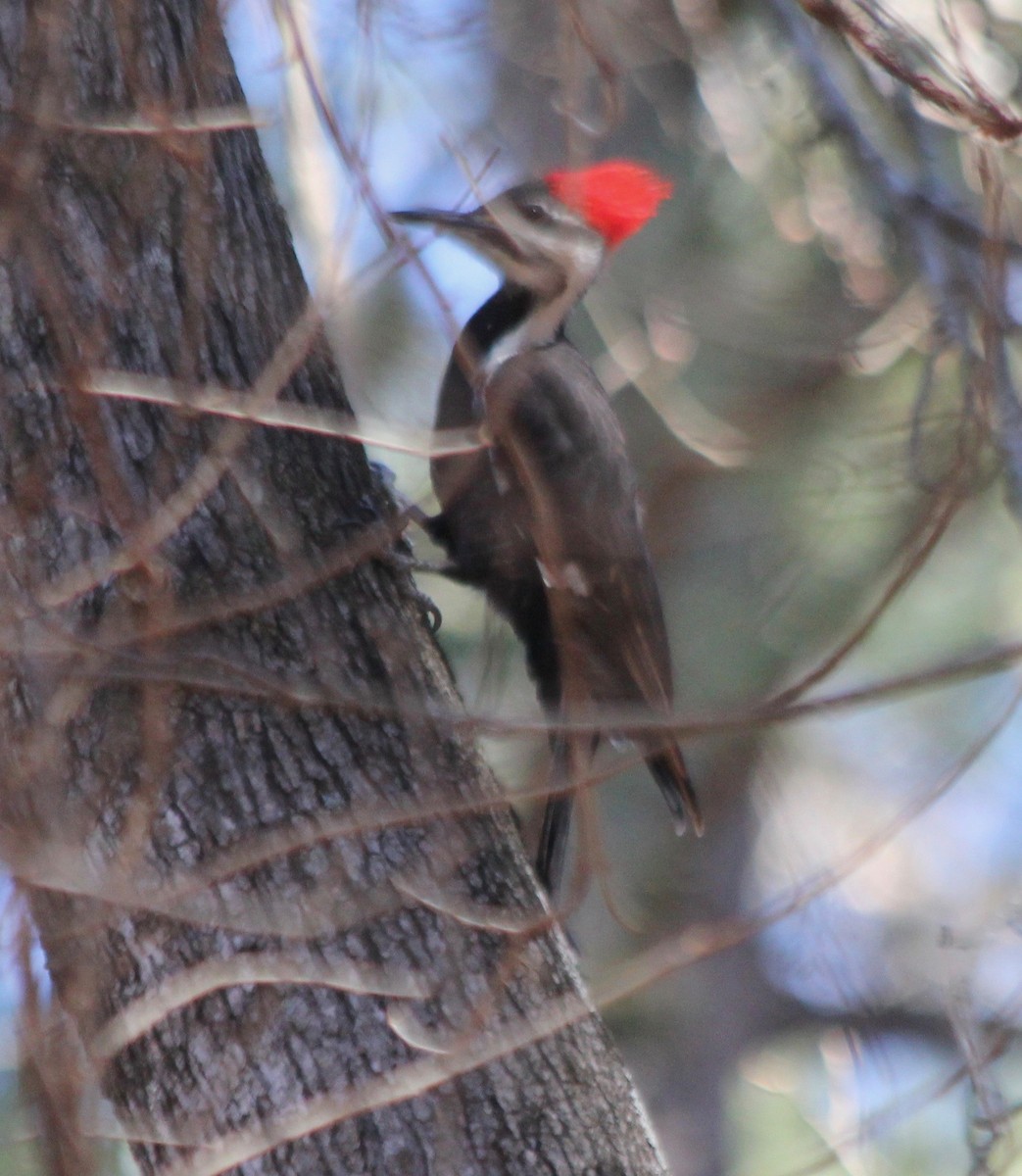 Pileated Woodpecker - ML415959351