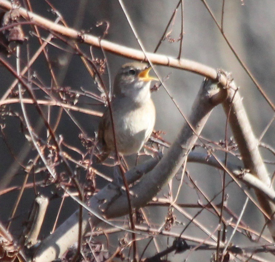 Northern House Wren - ML415959411