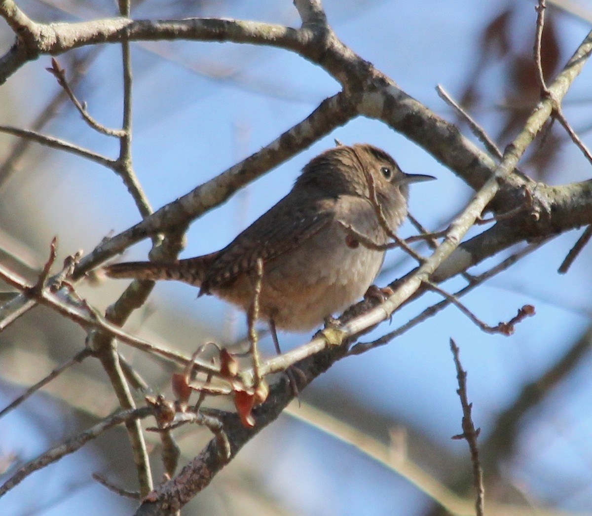 Northern House Wren - ML415959451