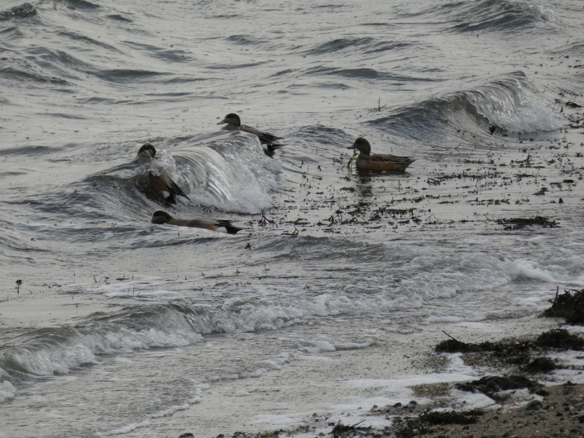 American Wigeon - ML415962811