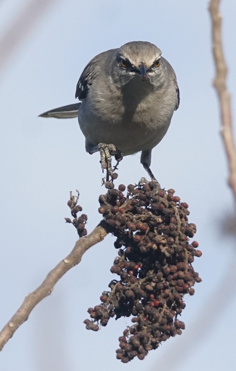 Northern Mockingbird - Samuel Murray