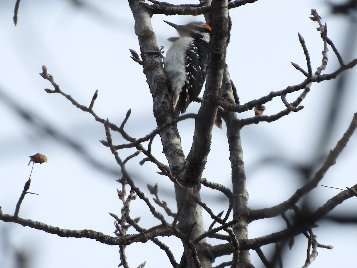 Hairy Woodpecker - ML415964101