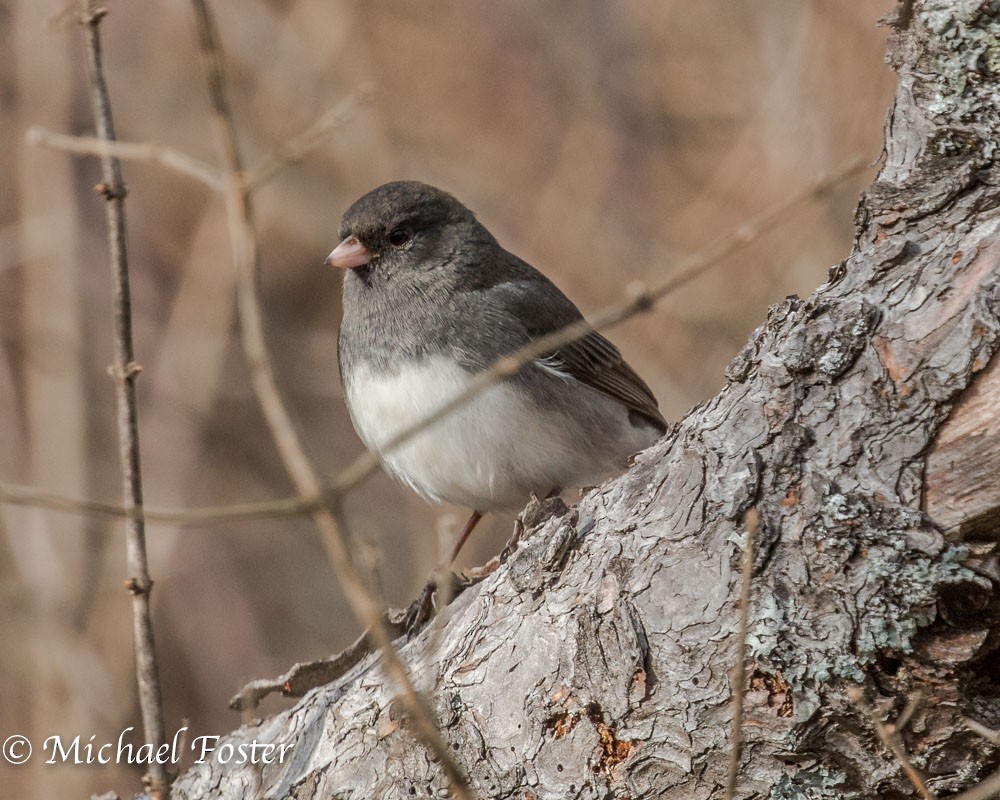 Юнко сірий (підвид hyemalis/carolinensis) - ML41596491