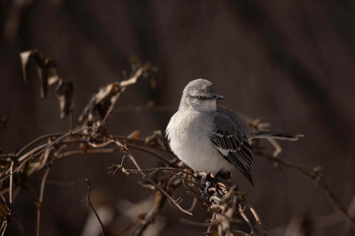 Northern Mockingbird - ML415965501