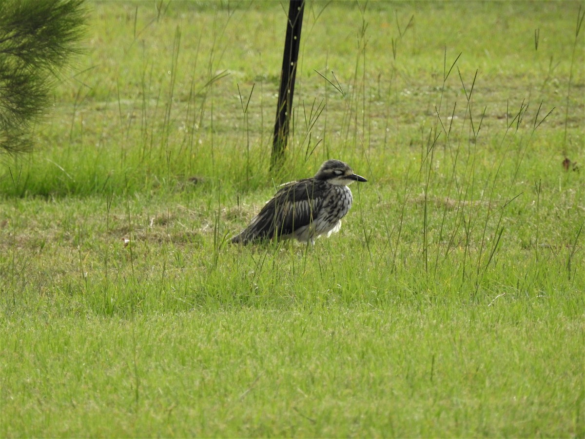 Bush Thick-knee - ML415967811