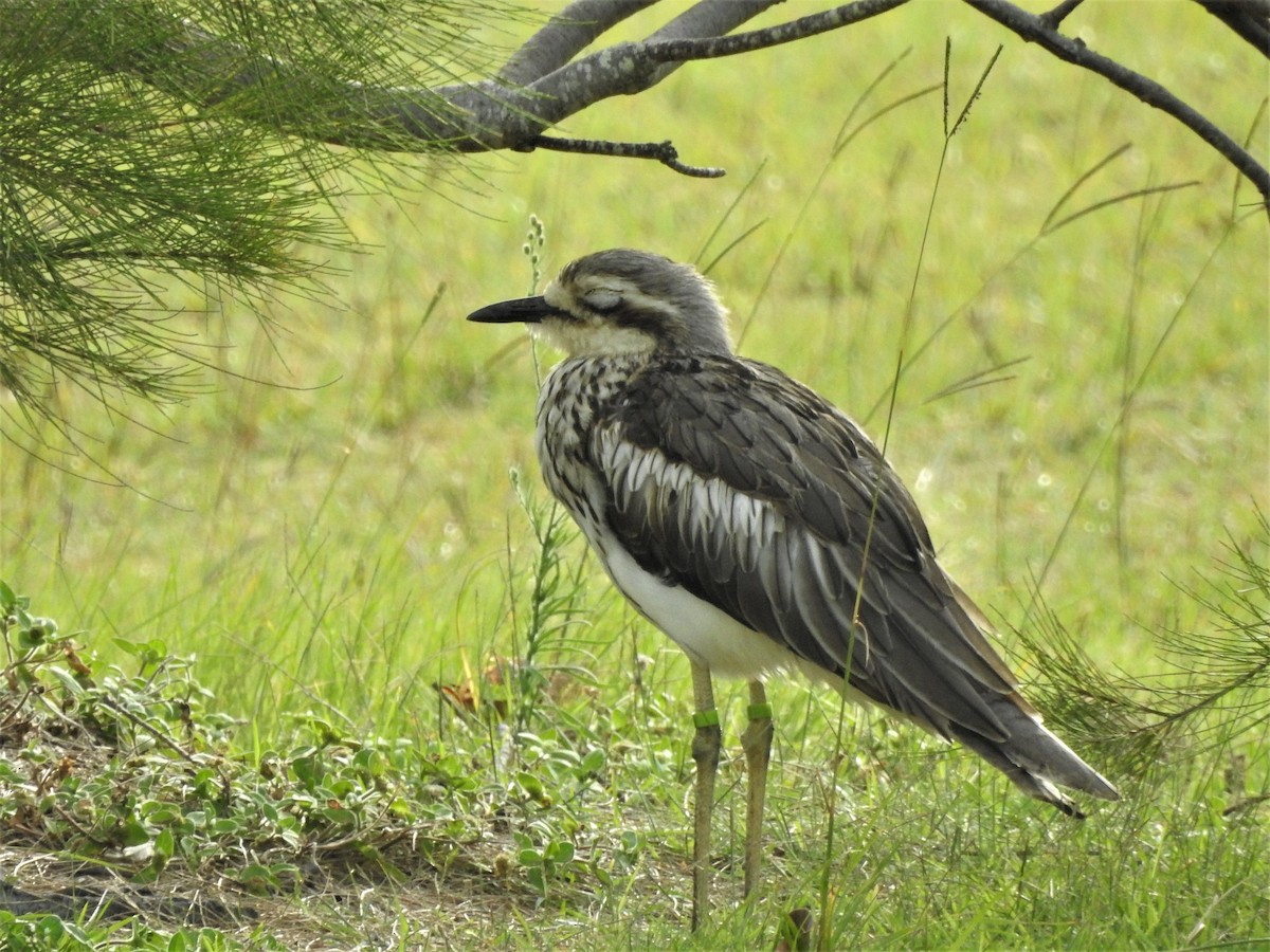 Bush Thick-knee - ML415967851