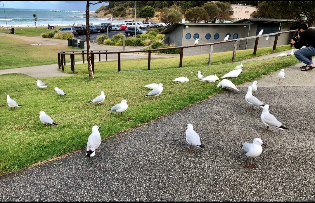 Silver Gull (Silver) - Ethan Kang