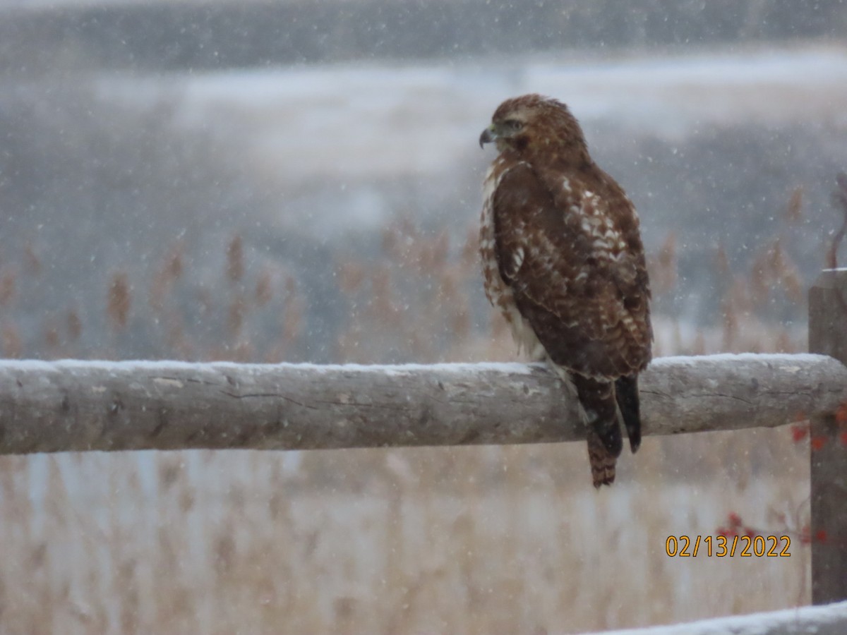 Rotschwanzbussard - ML415970711