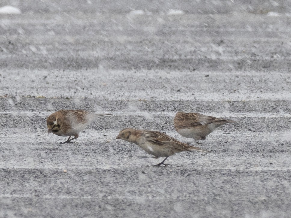 ツメナガホオジロ - ML415971461