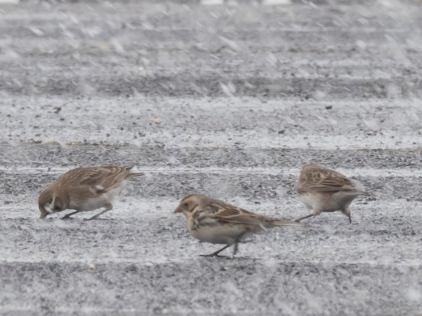 ツメナガホオジロ - ML415971471