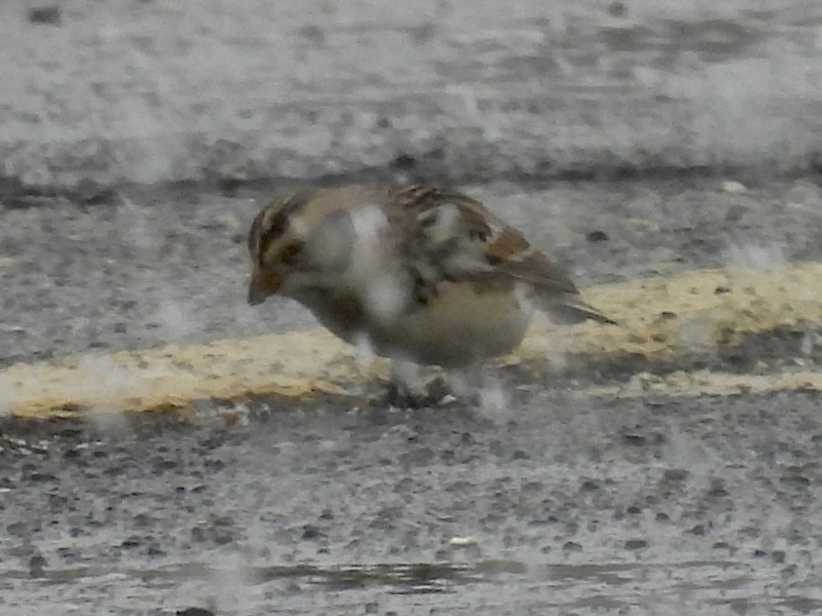 ツメナガホオジロ - ML415974791