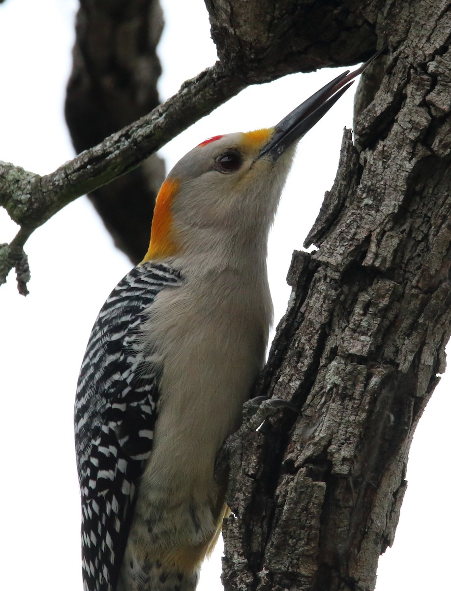 Golden-fronted Woodpecker - ML415975971