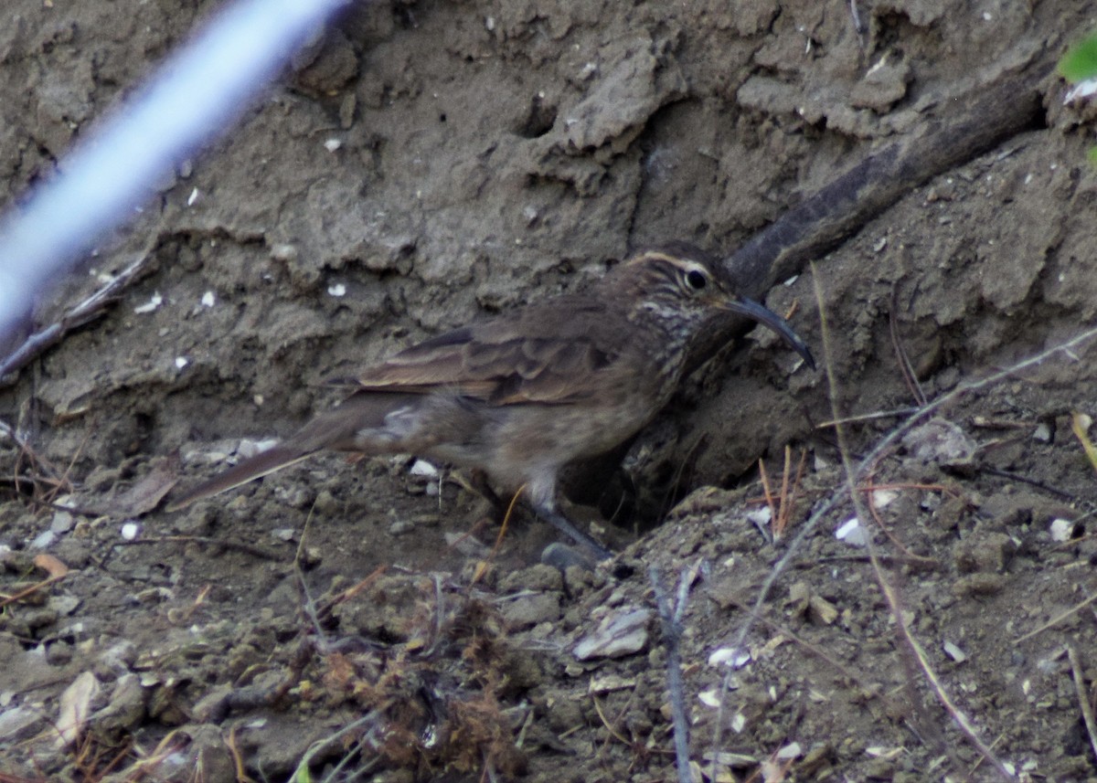 Scale-throated Earthcreeper - ML415977461