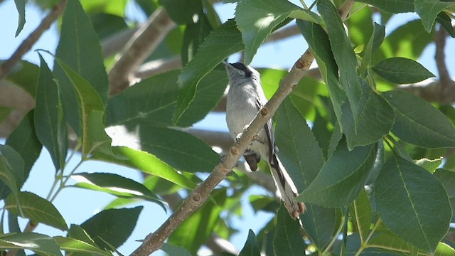 Masked Gnatcatcher - ML415978631