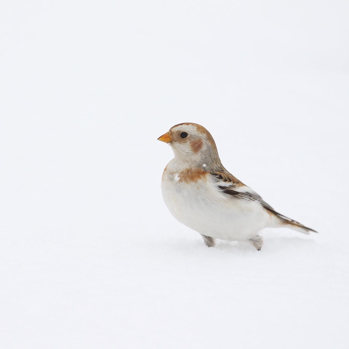 Snow Bunting - ML415978741