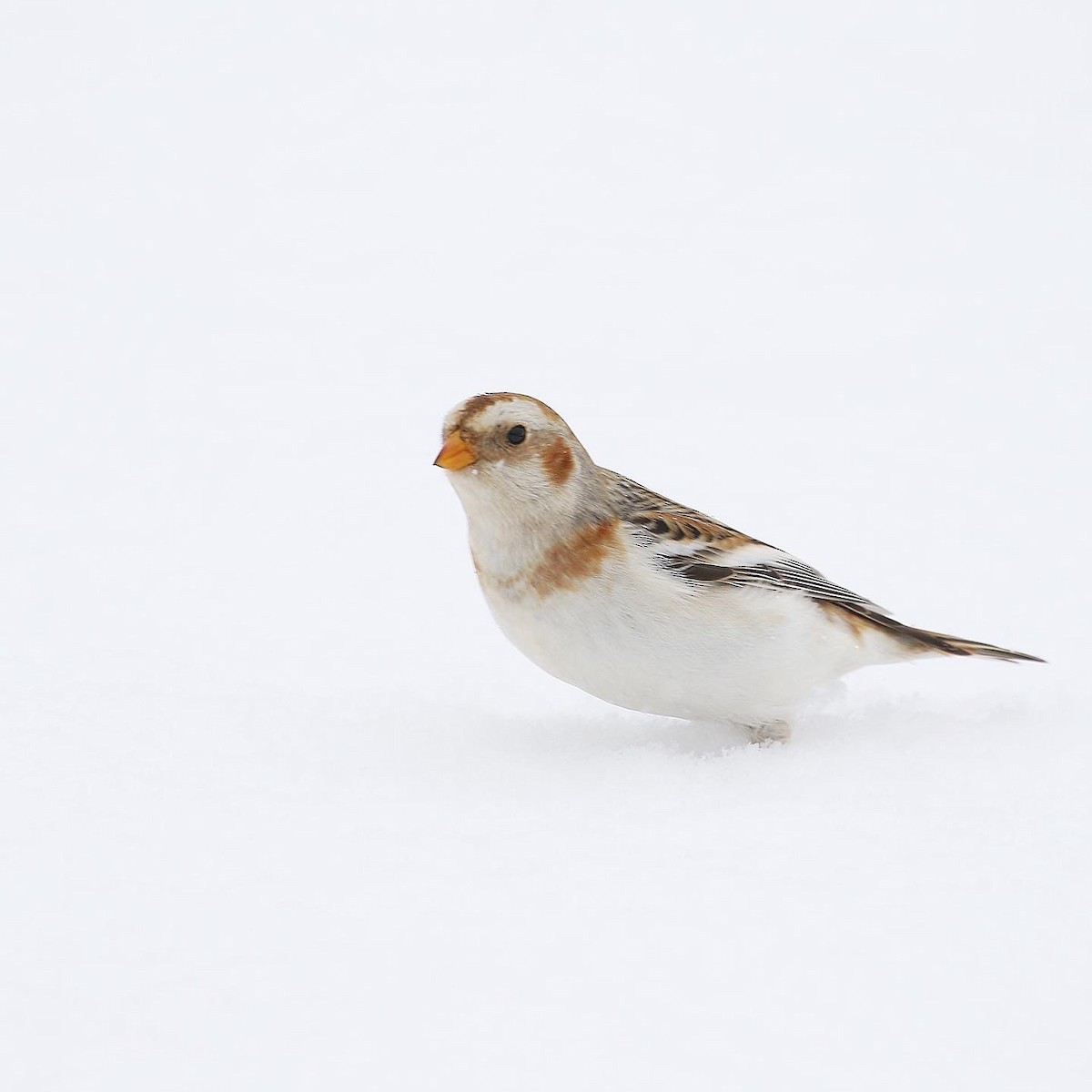 Snow Bunting - ML415978751